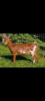 Liefdevolle geit te koop, Dieren en Toebehoren, Schapen, Geiten en Varkens, Vrouwelijk, Geit, 0 tot 2 jaar