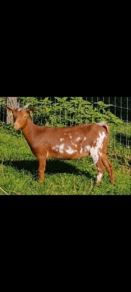 Liefdevolle geit te koop, Dieren en Toebehoren, Schapen, Geiten en Varkens, Geit, Vrouwelijk, 0 tot 2 jaar