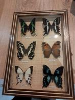 Vlinder in een glazen vitrine, Verzamelen, Dierenverzamelingen, Ophalen of Verzenden, Zo goed als nieuw, Insect, Opgezet dier