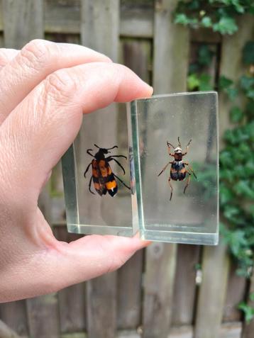 In nette staat: 2 insecten in blok epoxy resin giethars beschikbaar voor biedingen