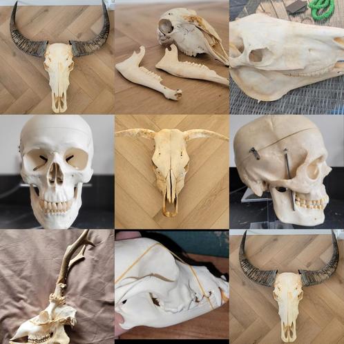 Schedel -hond -kat -vos -wasbeerhond- Stier- Ree- Paard enz., Verzamelen, Dierenverzamelingen, Zo goed als nieuw, Schedel, Ophalen of Verzenden