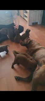 Super mooie chocolade kleur labrador pups uit geteste ouders, Dieren en Toebehoren, Honden | Retrievers, Spaniëls en Waterhonden