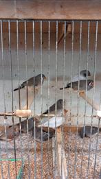 Zebravinken., Dieren en Toebehoren, Vogels | Overige Vogels, Meerdere dieren