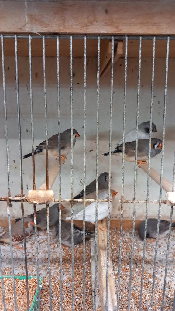 Zebravinken., Dieren en Toebehoren, Vogels | Overige Vogels, Meerdere dieren