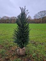 Taxus baccata 🌳 wintergroene haagplant🌳, Tuin en Terras, Planten | Bomen, Ophalen, Bloeit niet, Halfschaduw, Overige soorten