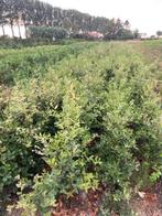 Steeneik voor een haag (quercus ilex), Tuin en Terras, Overige soorten, Haag, Ophalen, 100 tot 250 cm