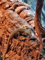 Phelsuma robertmertensi 0.0.1, 0 tot 2 jaar