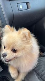 Pomeriaan pup te koop, Dieren en Toebehoren, Keeshond, 15 weken tot 1 jaar, CDV (hondenziekte), Teef