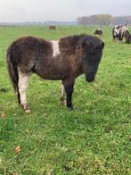 Super mooi en lief zwart bont merrie veulen., Dieren en Toebehoren, Pony's, Merrie, 0 tot 2 jaar