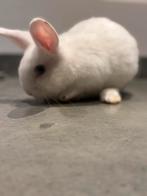 Konijntje Te koop, Dieren en Toebehoren, Vrouwelijk