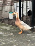 Saksen eenden te koop, Dieren en Toebehoren, Pluimvee, Meerdere dieren, Eend