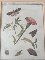 Mooie gekleurde ets afm 29x23 cm, Ophalen of Verzenden