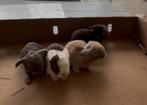 Hangoor dwerg konijntjes NHD konijn, Dieren en Toebehoren, Konijnen, Meerdere dieren, Klein, 0 tot 2 jaar