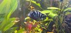 Pseudotropheus Demasoni, Vis