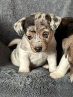 De knapste en liefste Jack Russell pups, Dieren en Toebehoren, Honden | Jack Russells en Terriërs, Rabiës (hondsdolheid), Jack Russell Terriër