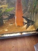 Maanvissen paar, Vis