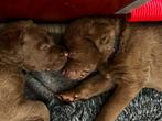 Retriever Pups aangeboden, Dieren en Toebehoren, Honden | Retrievers, Spaniëls en Waterhonden, CDV (hondenziekte), 8 tot 15 weken