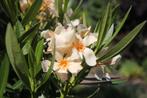 Oleanders te koop rood - roze - geel (totaal 4x 4 zonder bak, Ophalen, Overige soorten, Struik, Minder dan 100 cm