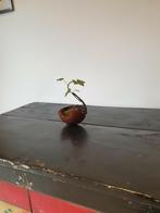 Bonsai ribes rubrum, Ophalen of Verzenden, Halfschaduw