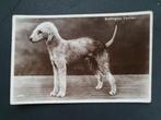 Postkaart Bedlington Terrier Hond Chien (=> 1936 Geel ), Verzamelen, Ansichtkaarten | Dieren, Gelopen, Ophalen of Verzenden, 1920 tot 1940