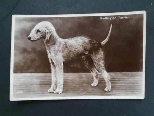 Postkaart Bedlington Terrier Hond Chien (=> 1936 Geel ), Verzamelen, Ansichtkaarten | Dieren, Gelopen, 1920 tot 1940, Hond of Kat