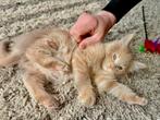 Xl Maine Coon kittens, Dieren en Toebehoren, Katten en Kittens | Raskatten | Langhaar, Meerdere dieren, 0 tot 2 jaar