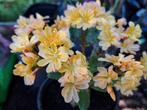 Zaden lewisia mix, Verzenden, Voorjaar, Volle zon, Zaad