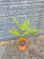 Palmpje - Trachycarpus Wagnerianus, Ophalen of Verzenden