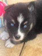 Pomsky pups F3 mini husky, Dieren en Toebehoren, Honden | Poolhonden, Keeshonden en Oertypen, Rabiës (hondsdolheid), 8 tot 15 weken