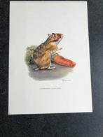 9 prenten zoogdieren soorten muizen 19x27 samen 15 euro, Antiek en Kunst, Antiek | Schoolplaten, Natuur en Biologie, Ophalen of Verzenden