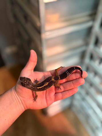 1.0 pure black night luipaardgekko beschikbaar voor biedingen