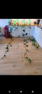 Lange pothos/Philodendron stekken (geworteld in water), Groene kamerplant, Ophalen, Overige soorten, 200 cm of meer
