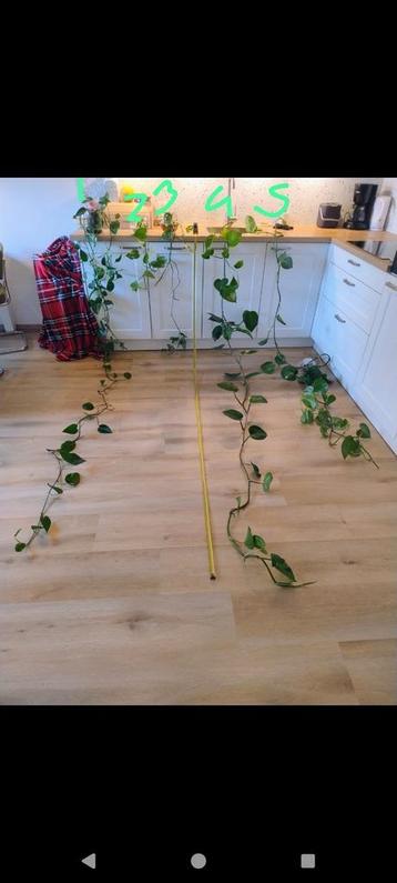 Lange pothos/Philodendron stekken (geworteld in water)  beschikbaar voor biedingen