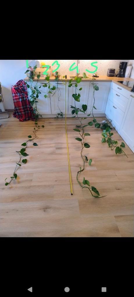 Lange pothos/Philodendron stekken (geworteld in water), Huis en Inrichting, Kamerplanten, Overige soorten, 200 cm of meer, Groene kamerplant