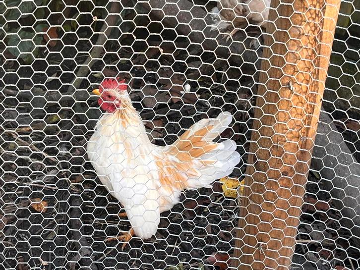 Prachtig wit Serama haantje, Dieren en Toebehoren, Pluimvee, Kip, Mannelijk