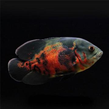 koppel oscar  gaan alleen samen weg 15cm te koop beschikbaar voor biedingen