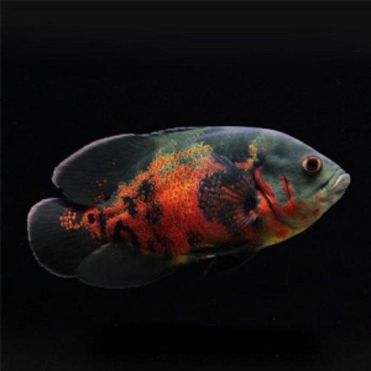 koppel oscar  gaan alleen samen weg 15cm te koop, Dieren en Toebehoren, Vissen | Aquariumvissen, Zoetwatervis, Vis