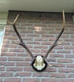 Mooi Edelhert Gewei Jacht Trofee Mancave Jacht Hut c92, Ophalen, Gebruikt, Hert, Gewei of Kop