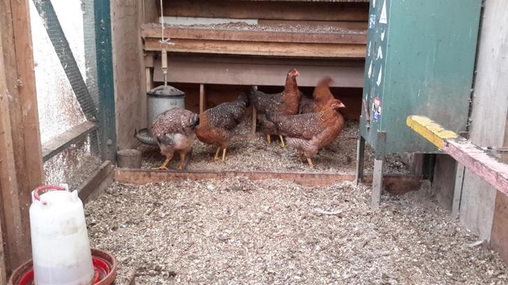 Te koop ,bielefelder kippen, Dieren en Toebehoren, Pluimvee, Kip, Vrouwelijk