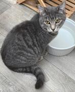 Katers kruising ragdoll britse korthaar, Kater