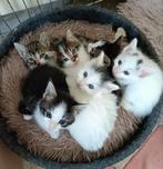 Prachtige kittens Noorse Boskat X Europese korthaar, Dieren en Toebehoren, Katten en Kittens | Overige Katten, Meerdere dieren