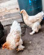 Brahma hennen, Dieren en Toebehoren, Pluimvee, Vrouwelijk, Kip