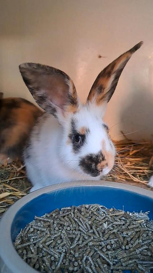 Prachtige jonge driekleur voedsters , tam en aanhankelijk, Dieren en Toebehoren, Konijnen, Middelgroot, Vrouwelijk, 0 tot 2 jaar