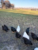 Barnevelder kippen, Meerdere dieren, Kip