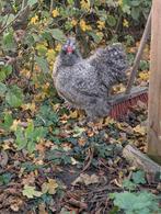 Zijdehoen haan - half jaar oud, Dieren en Toebehoren, Pluimvee, Mannelijk, Kip