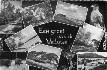 (388-474-019) Groet van de Veluwe beschikbaar voor biedingen