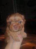 Shitzu / Shih Tzu puppies, Dieren en Toebehoren, Honden | Chihuahua's en Gezelschapshonden, Overige rassen, 8 tot 15 weken, Meerdere