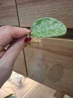 Hoya carnosa nova ghost, Huis en Inrichting, Kamerplanten, Ophalen of Verzenden, Halfschaduw, Minder dan 100 cm