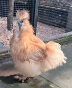 Zielige zijdehoender, Vrouwelijk, Kip