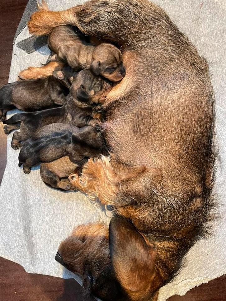 Ruwharige teckel pups, Dieren en Toebehoren, Honden | Teckels en Dashonden, Meerdere dieren, Ruwhaar, Standaard, Particulier, Meerdere